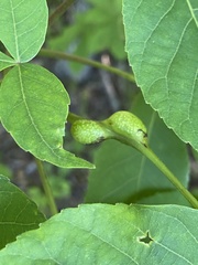 Phylloxera subelliptica