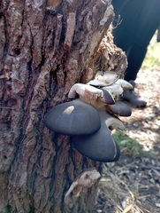 Pleurotus ostreatus