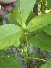 Phylloxera subelliptica