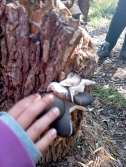 Pleurotus ostreatus