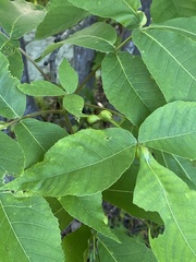 Phylloxera subelliptica