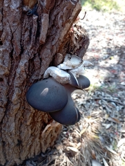 Pleurotus ostreatus