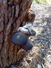 Pleurotus ostreatus