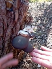 Pleurotus ostreatus