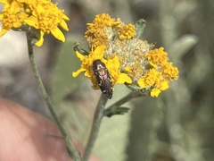 Acmaeodera retifera