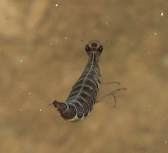 Thermonectus