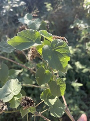 Abutilon grandiflorum
