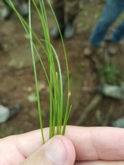 Trichophorum planifolium