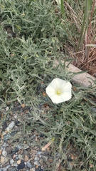 Calystegia vanzuukiae