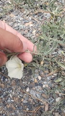 Calystegia vanzuukiae