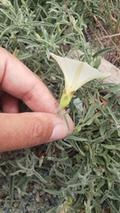 Calystegia vanzuukiae