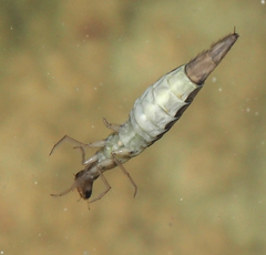 Thermonectus