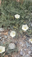 Calystegia vanzuukiae