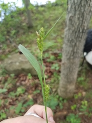Carex flaccosperma