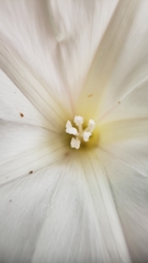 Calystegia vanzuukiae