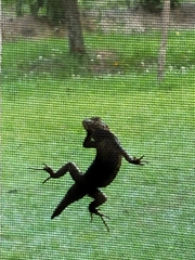 Sceloporus undulatus