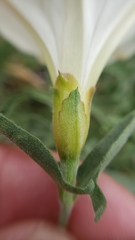 Calystegia vanzuukiae