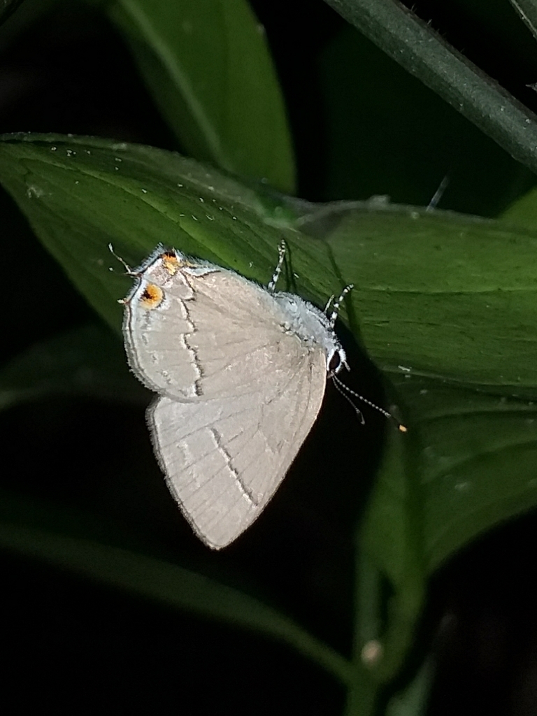 Nicolaea munditia