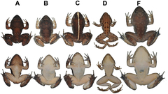 Annam Wart Frog photo 4