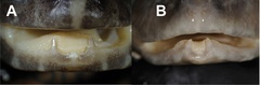 Annam Wart Frog photo 5