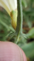 Calystegia vanzuukiae