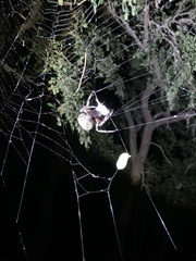 Araneus bicentenarius