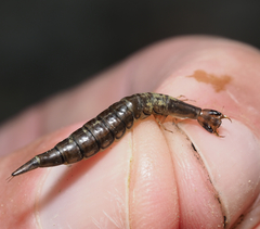 Thermonectus