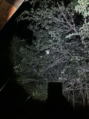 Araneus bicentenarius