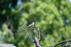 Mimus polyglottos
