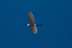 Egretta thula