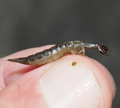 Thermonectus