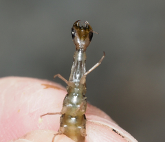 Thermonectus