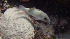 Parupeneus crassilabris