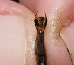 Thermonectus