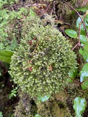 Macrodiplophyllum rubrum