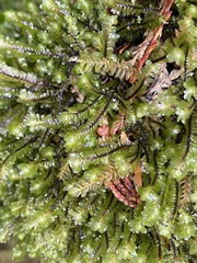 Macrodiplophyllum rubrum