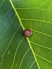 Phylloxera caryaescissa