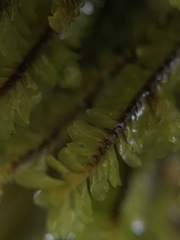 Macrodiplophyllum rubrum