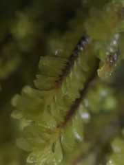 Macrodiplophyllum rubrum