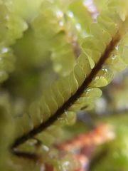 Macrodiplophyllum rubrum