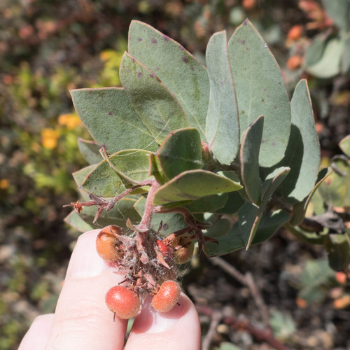 Hoary Manzanita fruiting