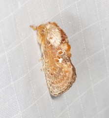 Pseudanapaea denotata