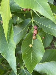 Phylloxera caryaescissa