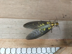 Protohermes grandis