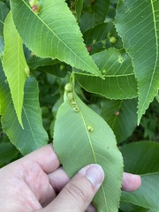 Phylloxera caryaescissa