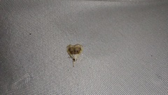 Lipocosmodes fuliginosalis