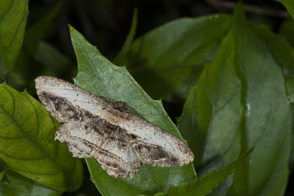 Chorodna corticaria