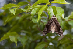 Acosmeryx naga
