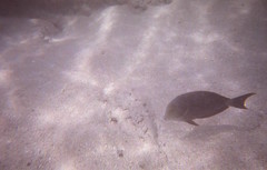 Acanthurus nigrofuscus