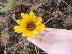 Balsamorhiza serrata